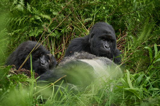 Gorilla Tracking Experience in Rwanda