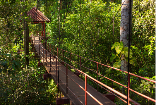 Guided Forest Canopy Walk For Two in Kakamega Forest