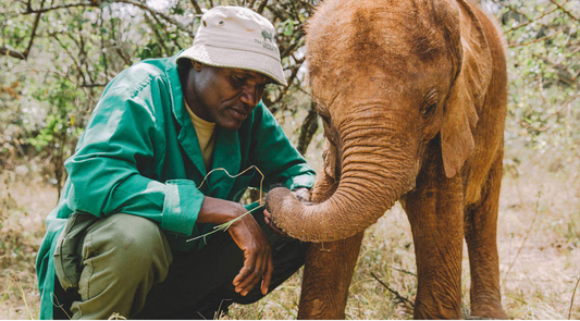 Guided Visit to Daphne & David Sheldrick’s Elephant Orphanage