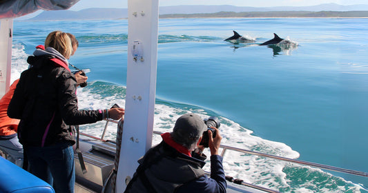 Shark Cage Diving and Viewing Tour in Cape Town, South Africa