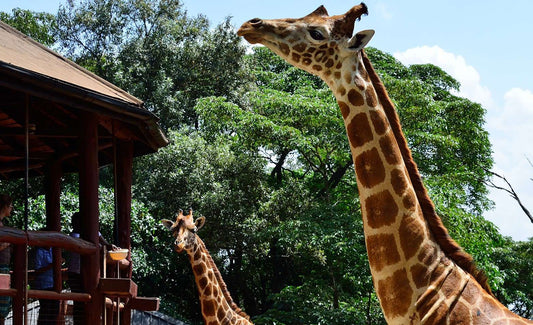 Guided Tour to Giraffe Centre for Two